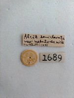 螟蛾藏品圖，第2張