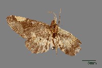 螟蛾藏品圖，第1張