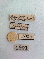 螟蛾藏品圖，第2張