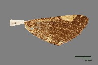 螟蛾藏品圖，第3張