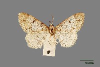 螟蛾藏品圖，第1張