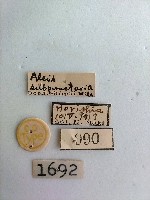 螟蛾藏品圖，第2張