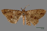 螟蛾藏品圖，第1張