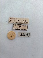 螟蛾藏品圖，第2張