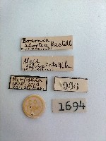 螟蛾藏品圖，第2張