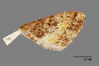 螟蛾藏品圖，第3張