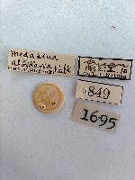 螟蛾藏品圖，第2張