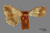 尺蛾藏品圖，第1張