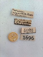 尺蛾藏品圖，第2張