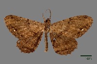 尺蛾藏品圖，第1張