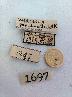 尺蛾藏品圖，第2張