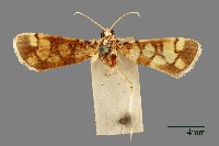 螟蛾藏品圖，第1張