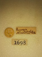 螟蛾藏品圖，第2張