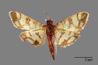 螟蛾藏品圖，第1張