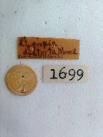 螟蛾藏品圖，第2張