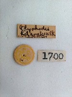 螟蛾藏品圖，第2張