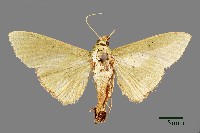 螟蛾藏品圖，第1張