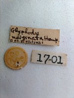 螟蛾藏品圖，第2張