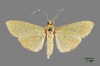 螟蛾藏品圖，第1張