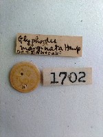 螟蛾藏品圖，第2張