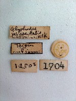 黃楊絹絲野螟蛾藏品圖，第2張