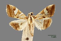 螟蛾藏品圖，第1張