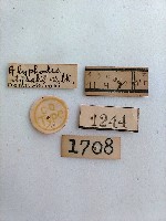 螟蛾藏品圖，第2張