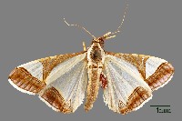 螟蛾藏品圖，第1張