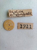 螟蛾藏品圖，第2張