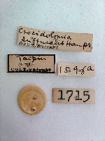 螟蛾藏品圖，第2張