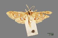 螟蛾藏品圖，第1張