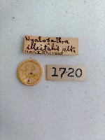 依希長距野螟蛾藏品圖，第2張