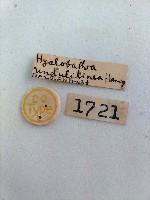 螟蛾藏品圖，第2張