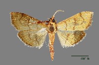 螟蛾藏品圖，第1張