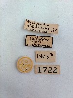 螟蛾藏品圖，第2張