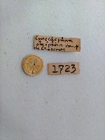 螟蛾藏品圖，第2張