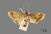 螟蛾藏品圖，第1張