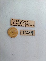 螟蛾藏品圖，第2張