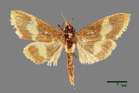 螟蛾藏品圖，第1張