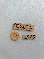 螟蛾藏品圖，第2張