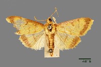 螟蛾藏品圖，第1張