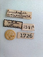 螟蛾藏品圖，第2張