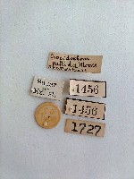 螟蛾藏品圖，第2張