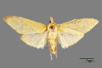 螟蛾藏品圖，第1張