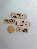 螟蛾藏品圖，第2張