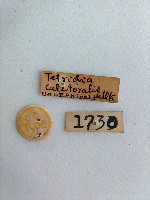 螟蛾藏品圖，第2張