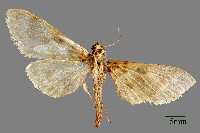 螟蛾藏品圖，第1張