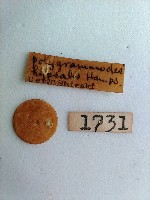 螟蛾藏品圖，第2張