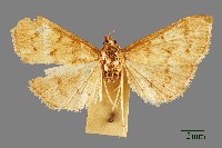 螟蛾藏品圖，第1張