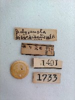 螟蛾藏品圖，第2張